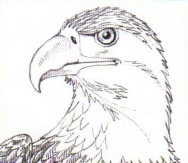 Как научится рисовать орла