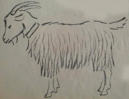 Рисование козлятки выбежали погулять на зеленый лужок. Рисование козлика в средней группе. Рисование в средней группе коза. Рисование козленка в средней группе. Рисование в средней группе козленочек.